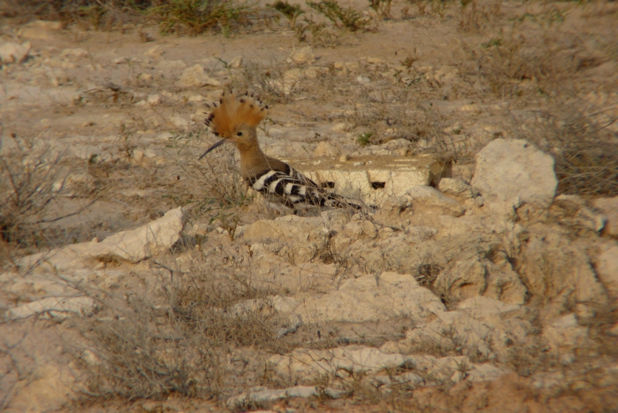 a striking bird moves about the ground